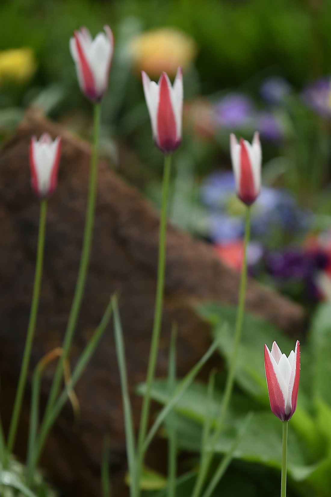 First Day of Spring